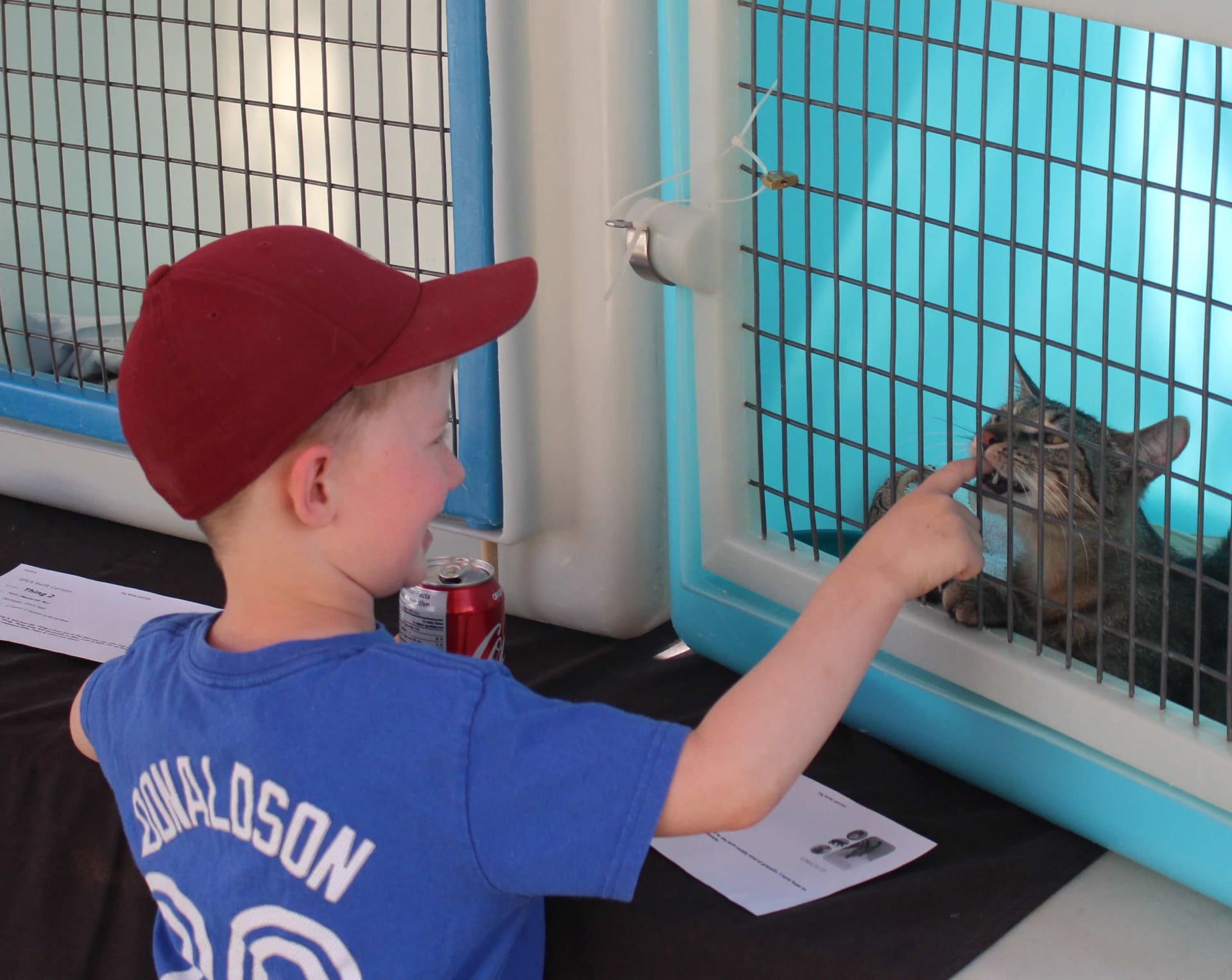 Young boy playing with cat